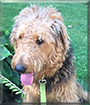 Minnie the Airedale Terrier