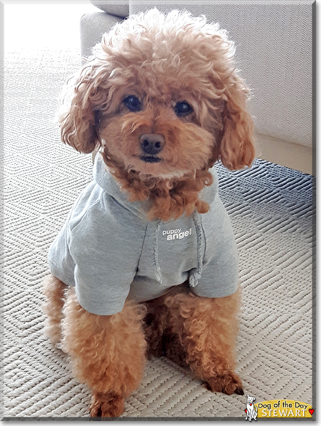 Stewart the Toy Poodle, the Dog of the Day