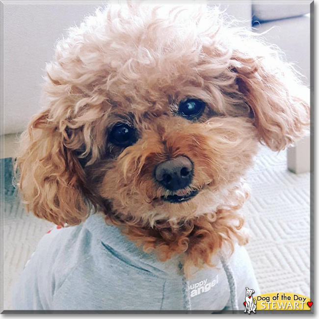 Stewart the Toy Poodle, the Dog of the Day