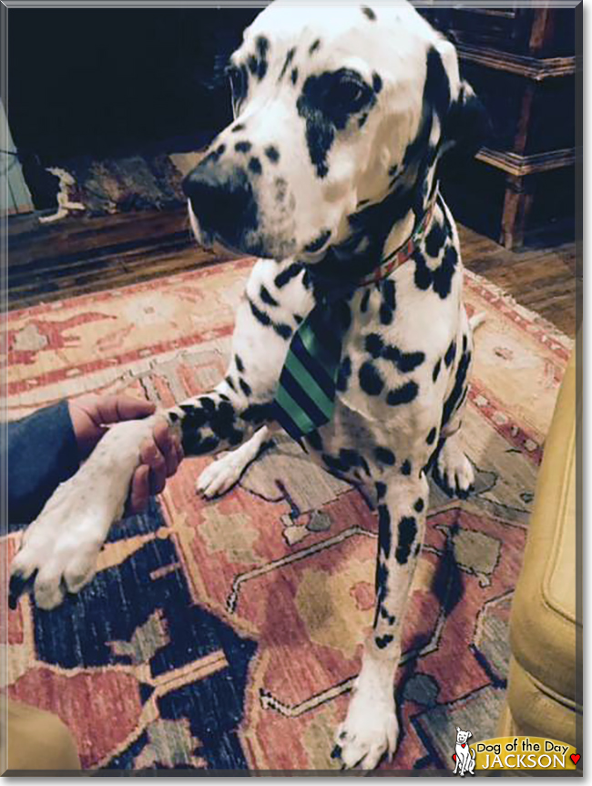 Jackson the Dalmatian, the Dog of the Day