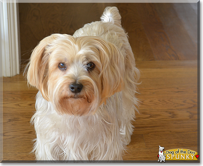 Spunky the Yorkshire Terrier/Silky Terrier mix, the Dog of the Day