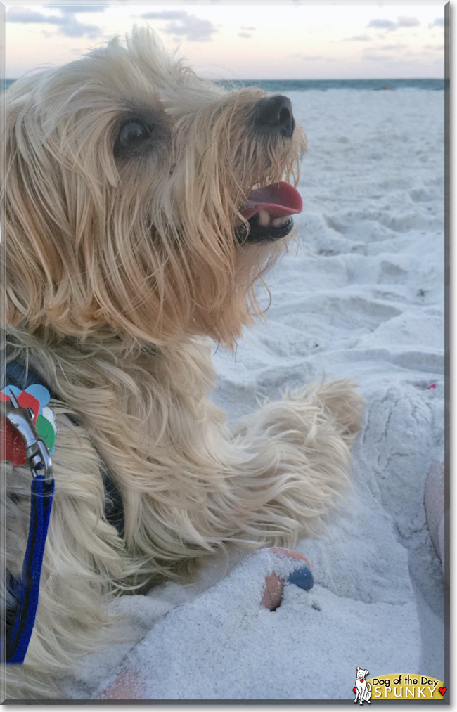 Spunky the Yorkshire Terrier/Silky Terrier mix, the Dog of the Day