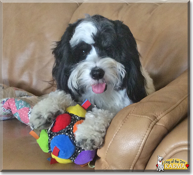 Karma the Tibetan Terrier, the Dog of the Day