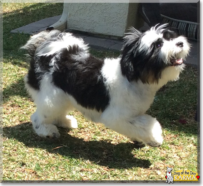 Karma the Tibetan Terrier, the Dog of the Day