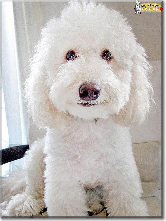 Oscar the Poodle Mix, the Dog of the Day