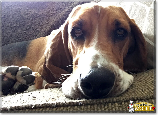 Mollie the Basset Hound, the Dog of the Day