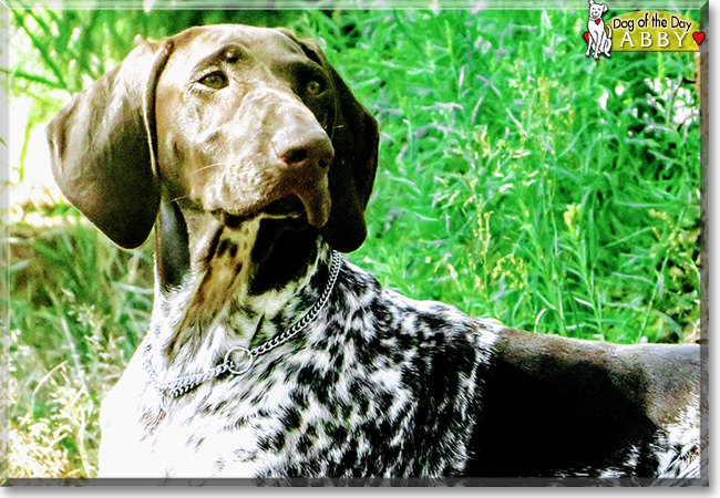 Abby the German Shorthaired Pointer, the Dog of the Day