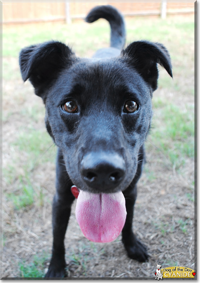 Cyanide the Labrador Retriever mix, the Dog of the Day