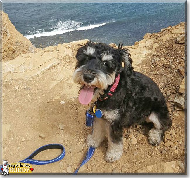 Buddy the Miniature Schnauzer, the Dog of the Day