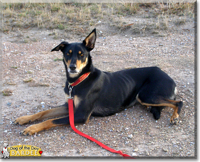 Bardee the Kelpie, the Dog of the Day