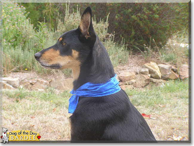 Bardee the Kelpie, the Dog of the Day
