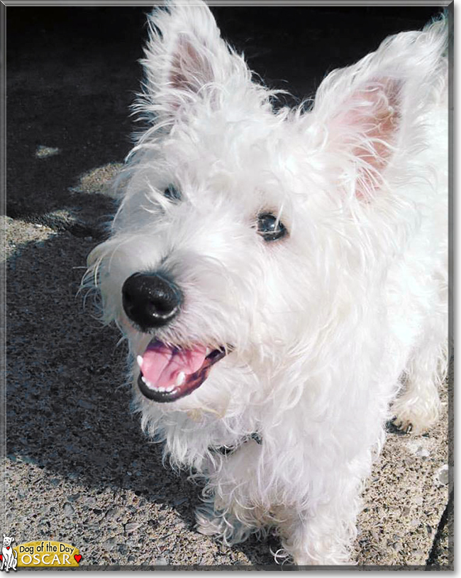 Oscar the West Highland Terrier, the Dog of the Day