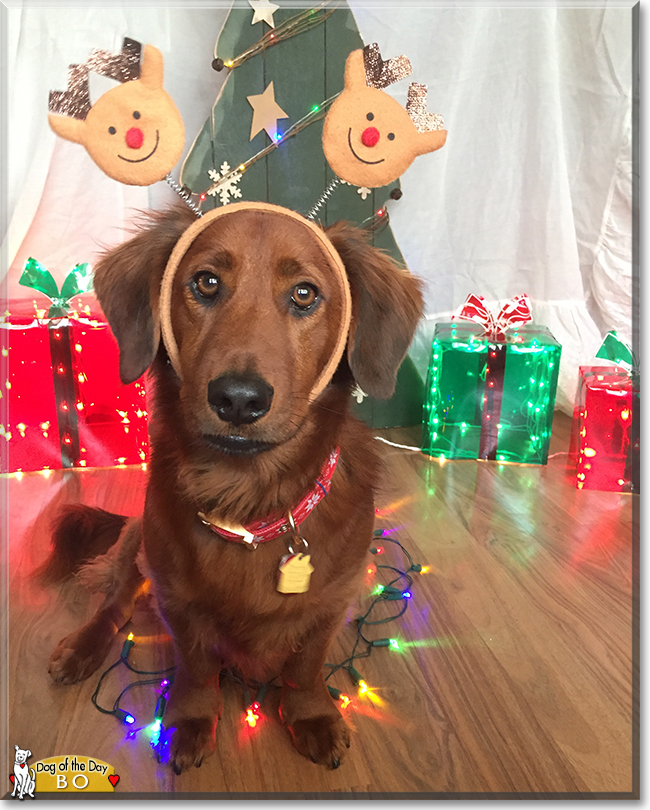 Bo the Dachshund/Golden Retriever mix, the Dog of the Day