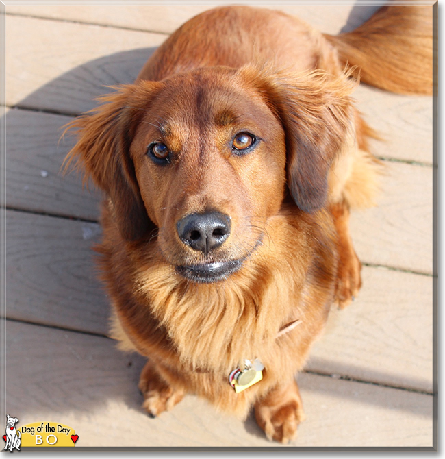 Bo the Dachshund/Golden Retriever mix, the Dog of the Day