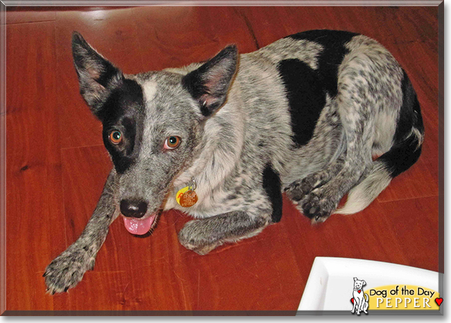 Pepper the Australian Cattle Dog, the Dog of the Day