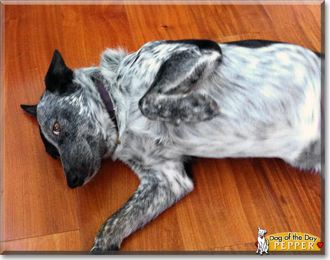 Pepper the Australian Cattle Dog, the Dog of the Day