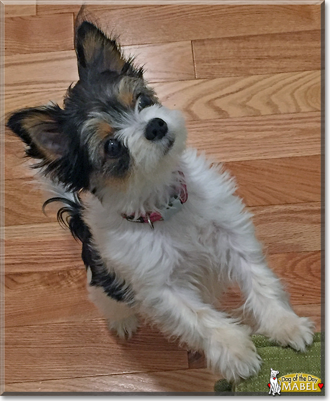 Mabel the Yorkie/Chihuahua/American Eskimo Dog, the Dog of the Day