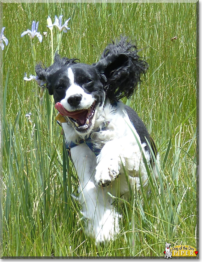 Piper the English Springer Spaniel, the Dog of the Day