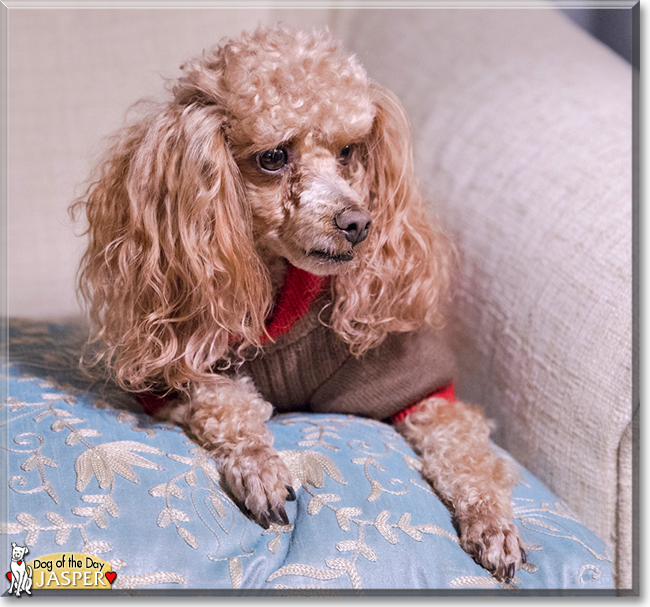 Jasper the Toy Poodle, the Dog of the Day
