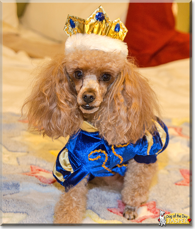 Jasper the Toy Poodle, the Dog of the Day