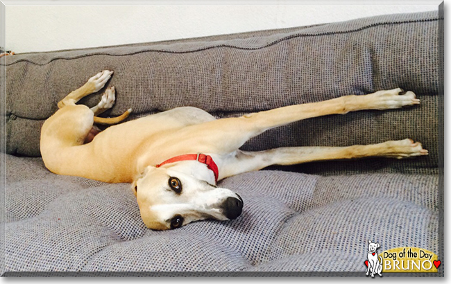 Bruno the Whippet, the Dog of the Day