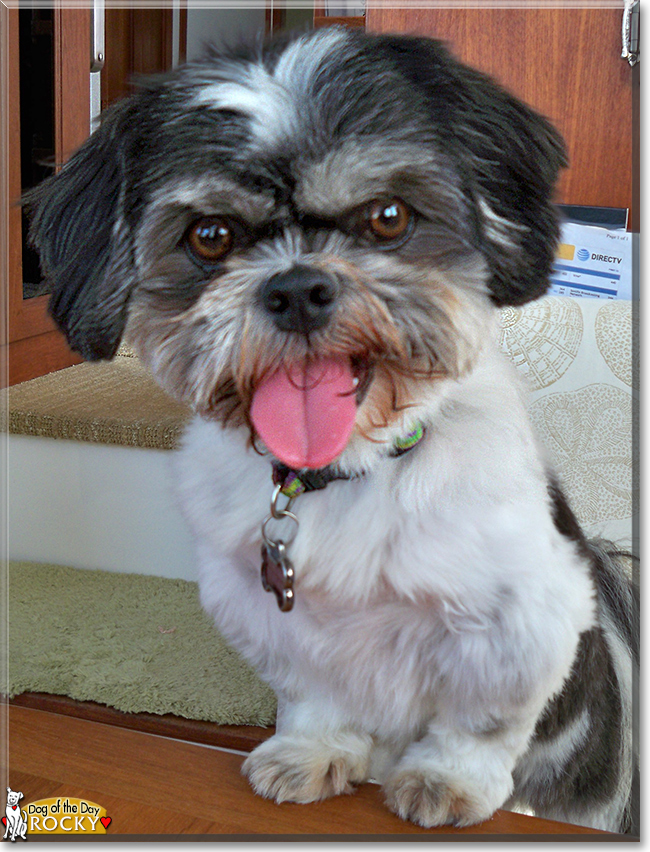 Rocky the Shih Tzu, the Dog of the Day