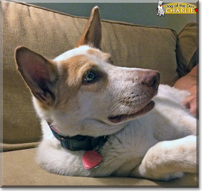 Charlie the Cattle Dog/Husky mix, the Dog of the Day