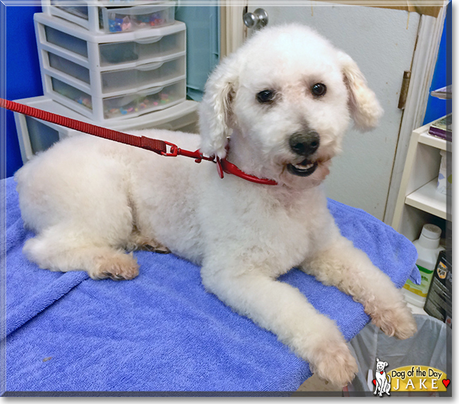 Jake the Bichon Frise/Poodle, the Dog of the Day