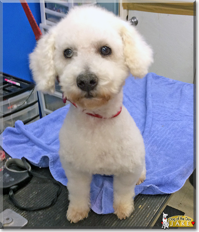 Jake the Bichon Frise/Poodle, the Dog of the Day