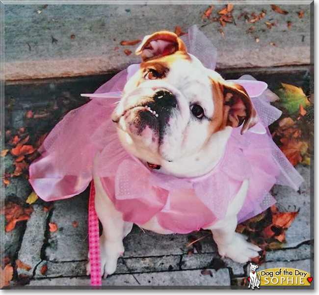 Sophie the English Bulldog, the Dog of the Day