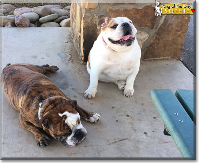 Sophie the English Bulldog, the Dog of the Day