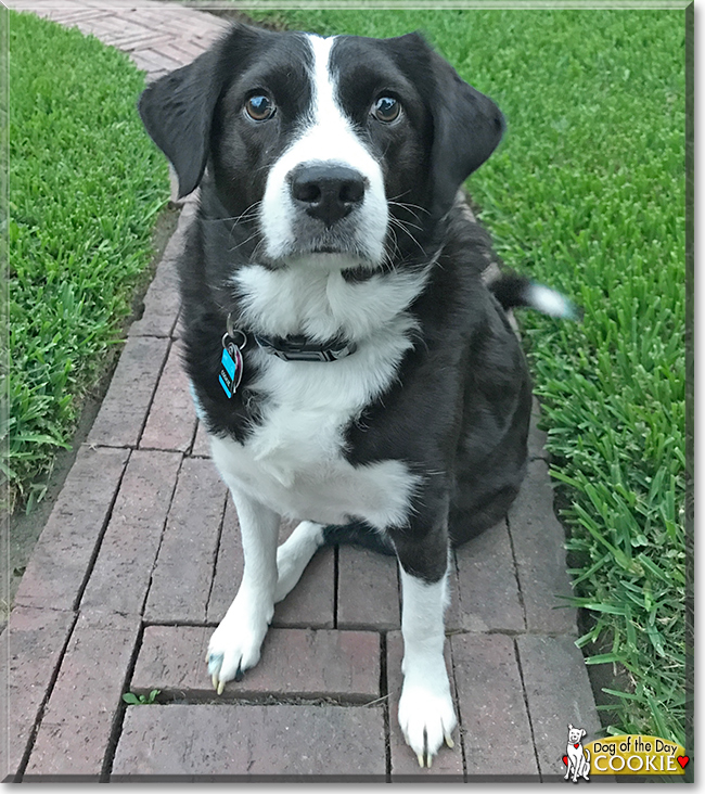 Cookie the Border Collie mix, the Dog of the Day