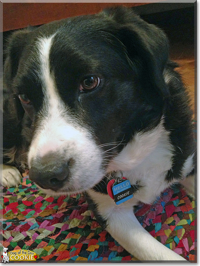 Cookie the Border Collie mix, the Dog of the Day