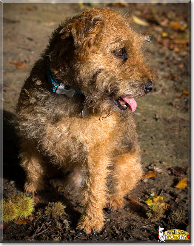 Gatsby the Lakeland Terrier, the Dog of the Day