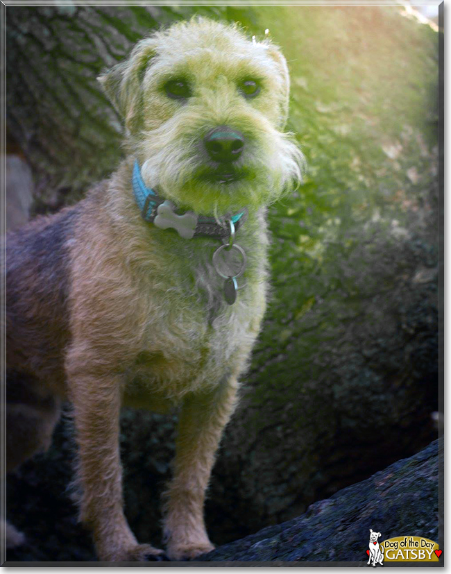 Gatsby the Lakeland Terrier, the Dog of the Day