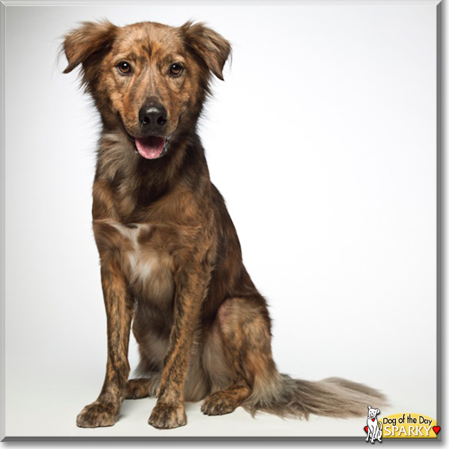 Sparky the Retriever mix, the Dog of the Day