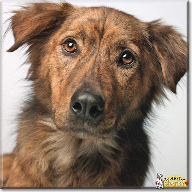 Sparky the Retriever mix, the Dog of the Day