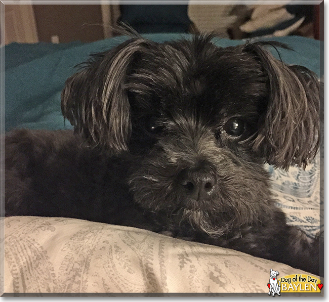 Baylen the Maltese, Yorkshire Terrier mix, the Dog of the Day