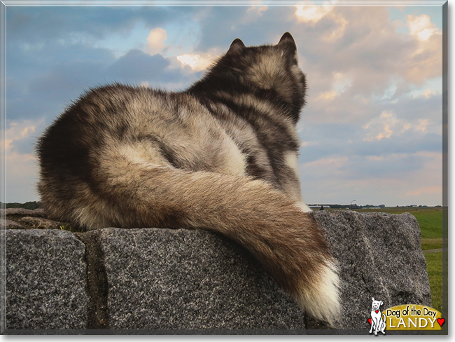Landy the Siberian Husky, the Dog of the Day