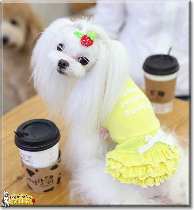 Milk the Maltese, the Dog of the Day