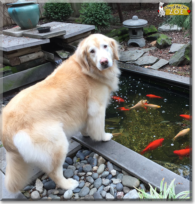 Zoe the Golden Retriever, the Dog of the Day