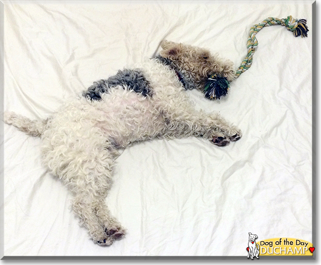 Duchamp the Wire Fox Terrier, the Dog of the Day