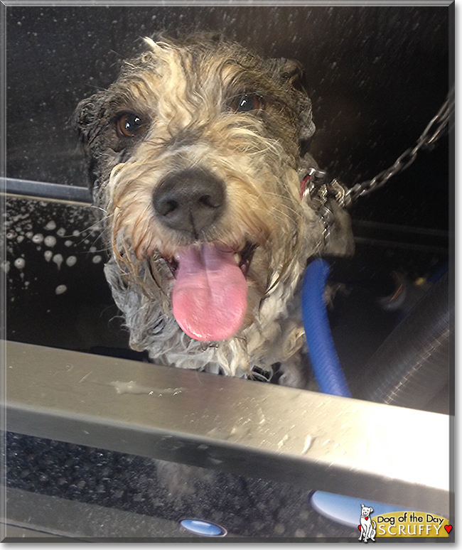 Scruffy the Terrier mix, the Dog of the Day