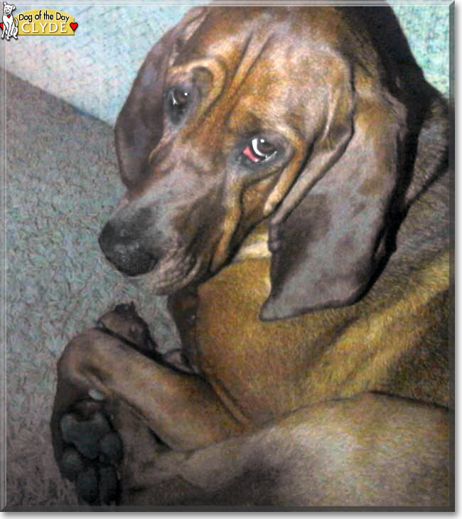 Clyde the Bloodhound/Coonhound mix, the Dog of the Day