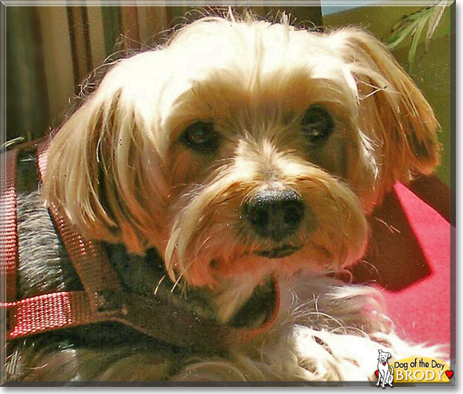 Brody the Yorkshire Terrier, the Dog of the Day