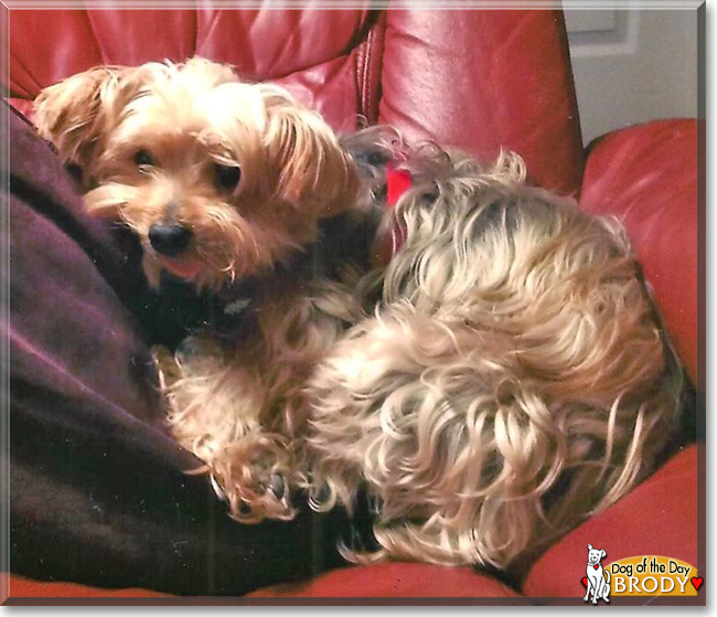 Brody the Yorkshire Terrier, the Dog of the Day
