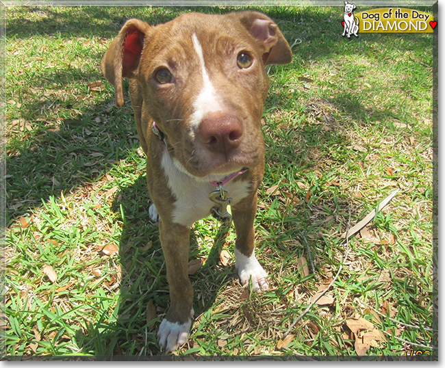 Diamond the Pit Bull Terrier, the Dog of the Day