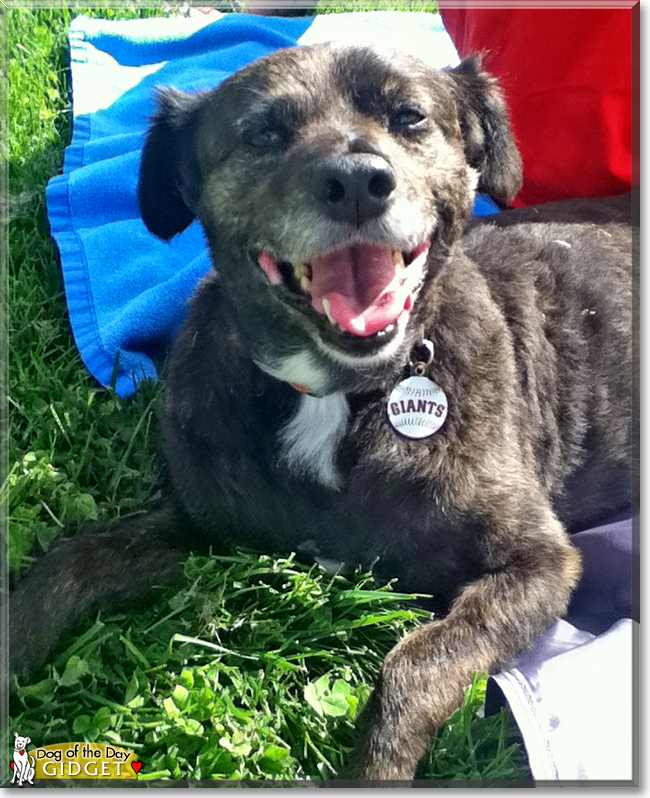 Gidget the Terrier mix, the Dog of the Day