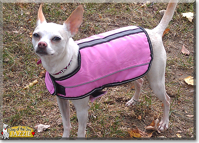 Jazzie the Chihuahua, Italian greyhound mix, the Dog of the Day