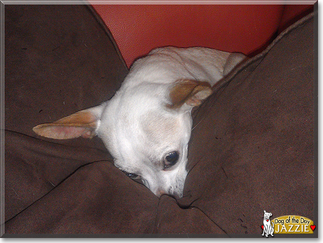 Jazzie the Chihuahua, Italian greyhound mix, the Dog of the Day